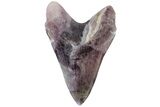 7.4" Realistic, Carved Purple Fluorite Megalodon Tooth - Replica - Photo 4